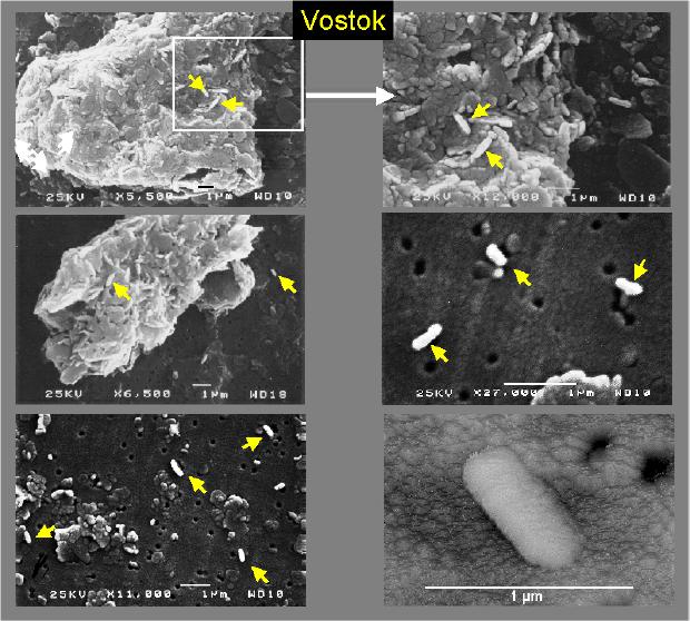 Vostok ice core microbes